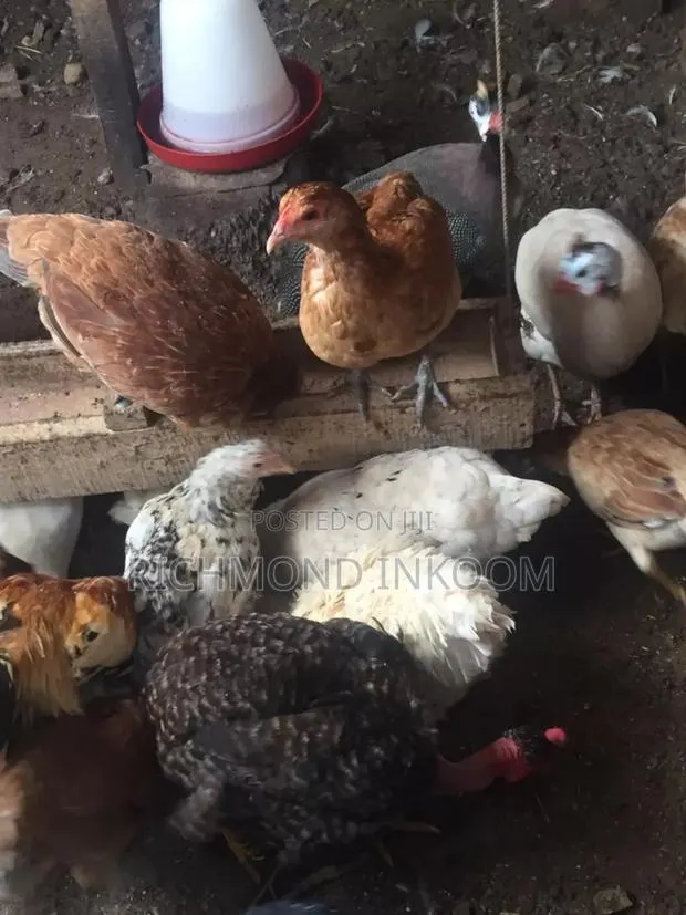 Local Chickens · Photo 1