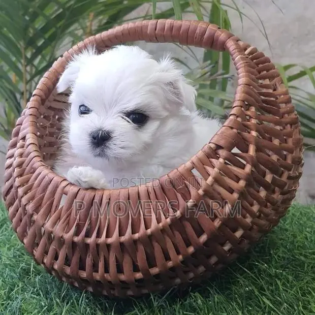 1-3 months Male Purebred Poodle · Photo 1