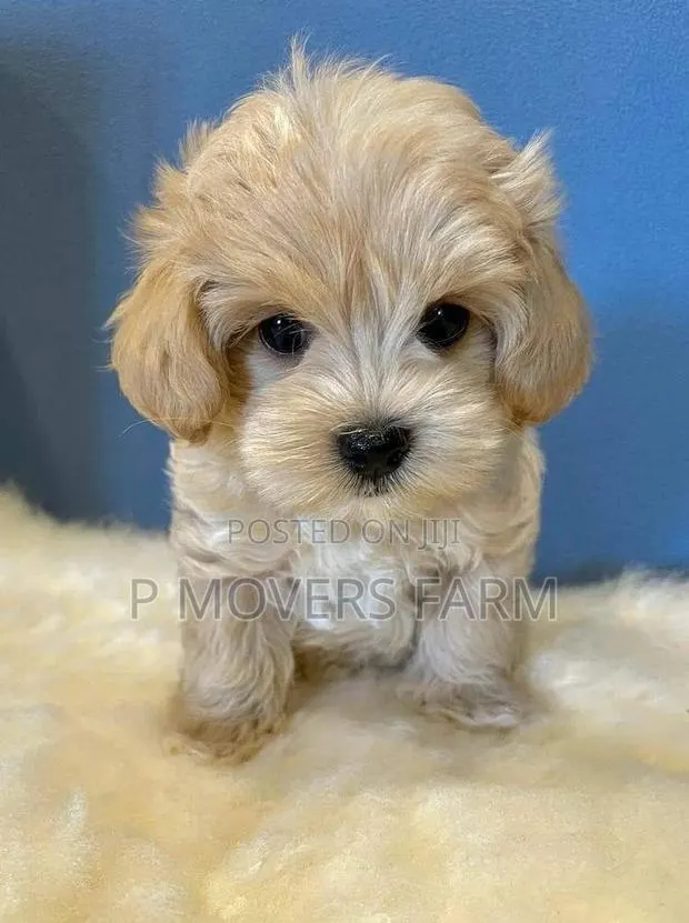 1-3 months Male Purebred Poodle · Photo 1