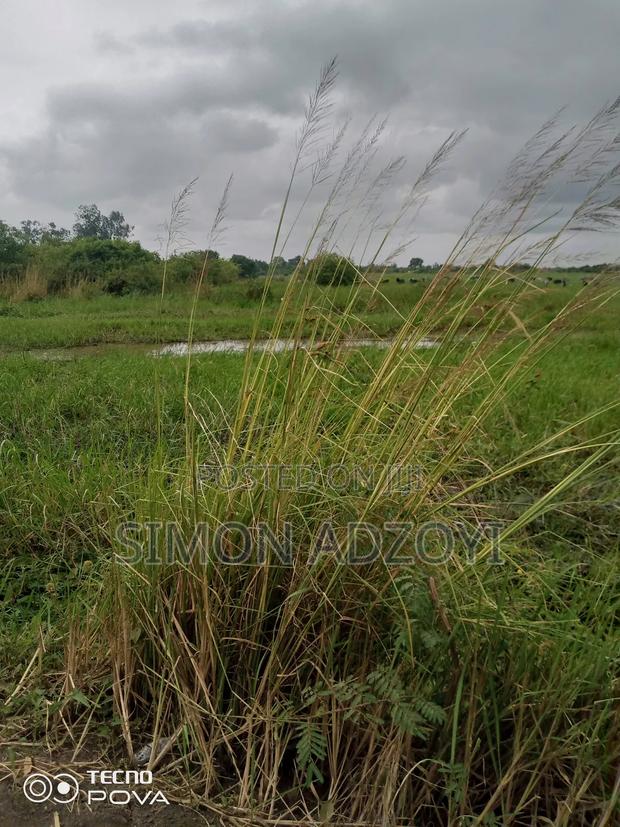 5000+ Acres of Rice Farming Land for Long Term Lease · Photo 1
