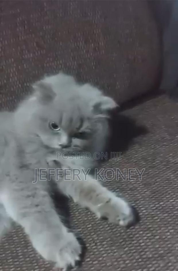 3-6 months Male Purebred Persian · Photo 1