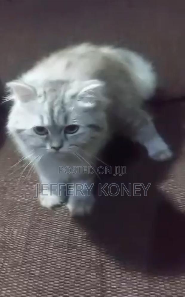 3-6 months Male Purebred Persian · Photo 1