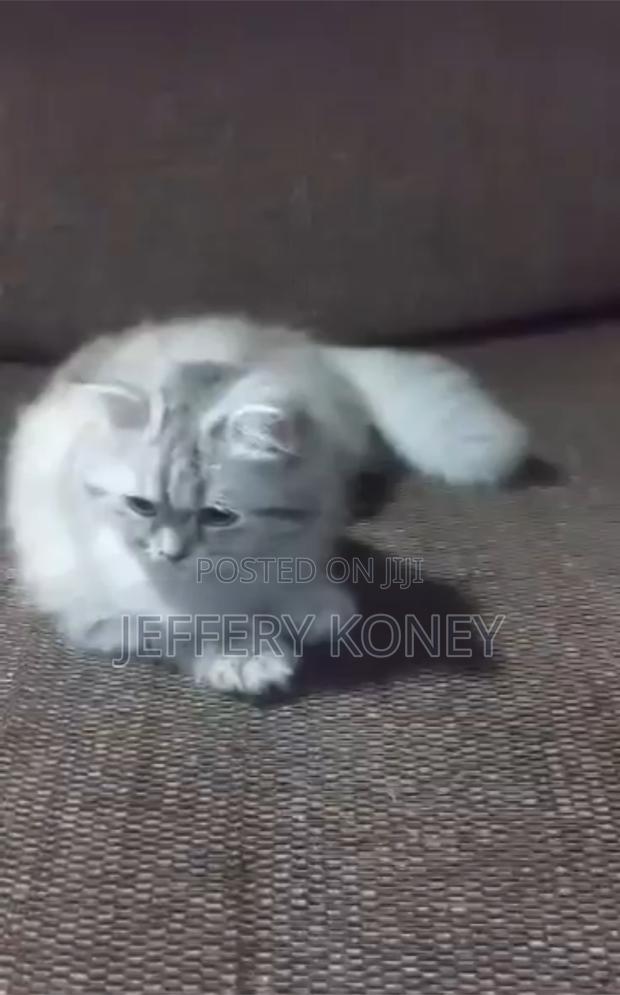 3-6 months Male Purebred Persian · Photo 2