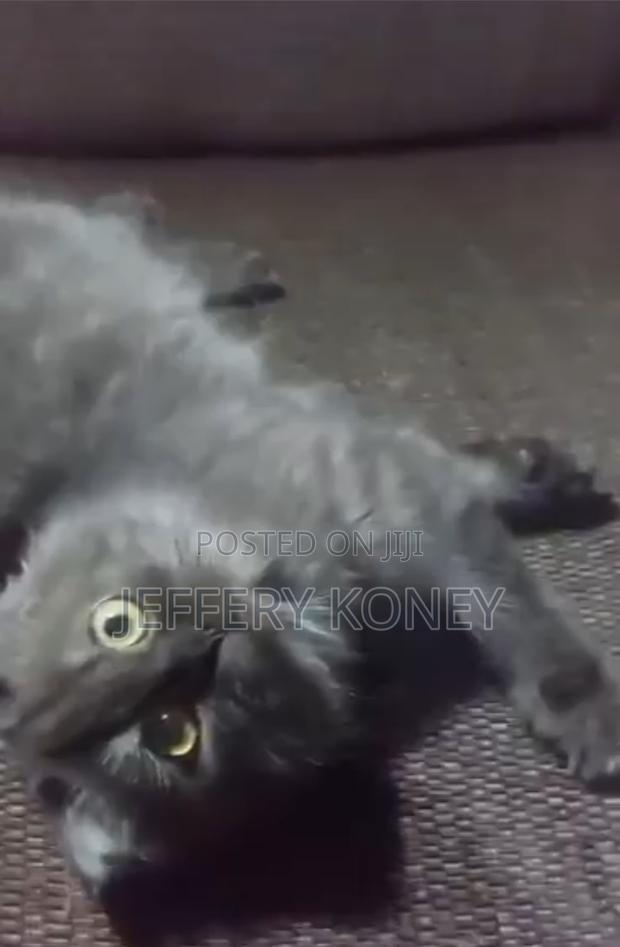 3-6 months Male Purebred Persian · Photo 1