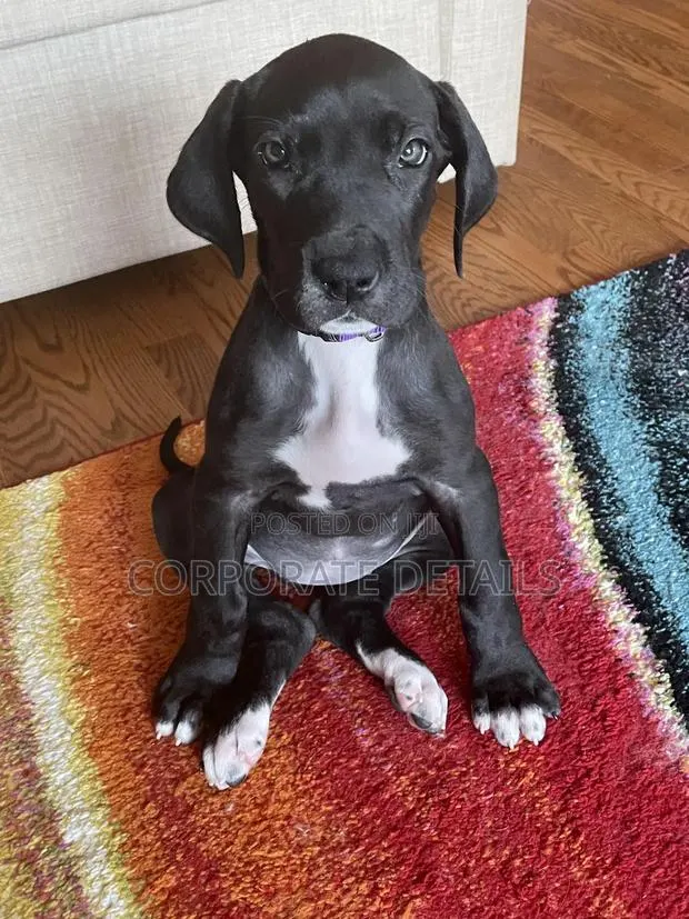 1-3 months Male Purebred Great Dane · Photo 1