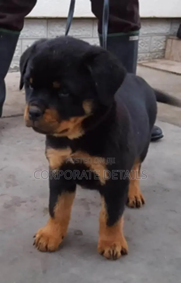 1-3 months Male Purebred Rottweiler · Photo 1