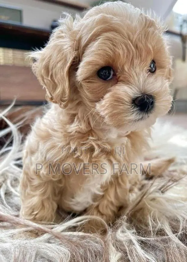 1-3 months Male Purebred Poodle · Photo 1