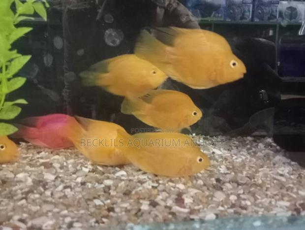 Parrot Fish · Photo 1