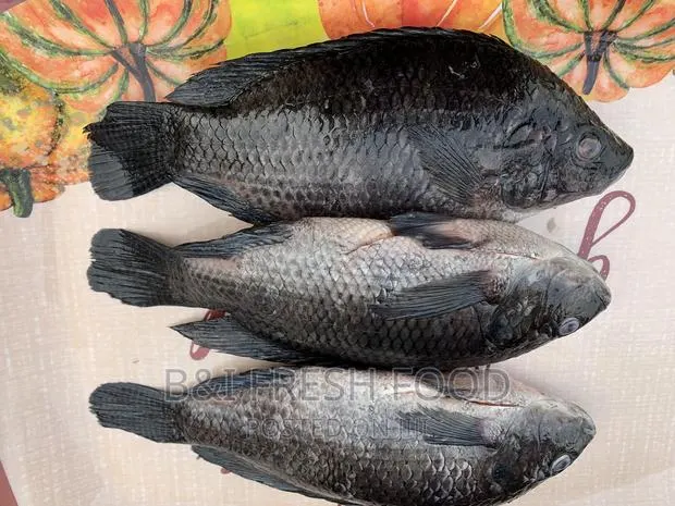 Fresh Tilapia · Photo 1