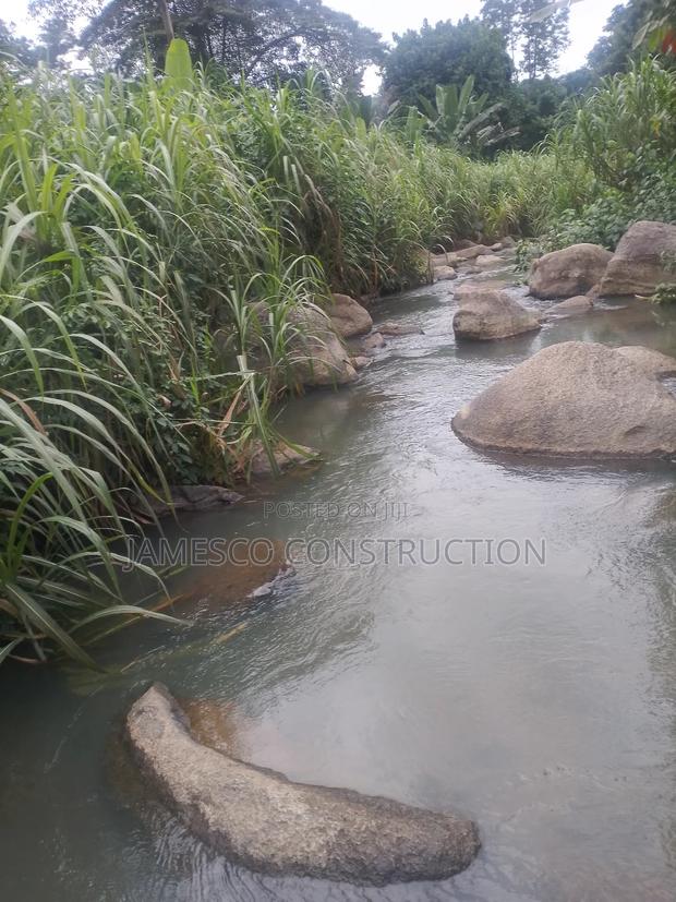 Cocoa Farm for Sale · Photo 2