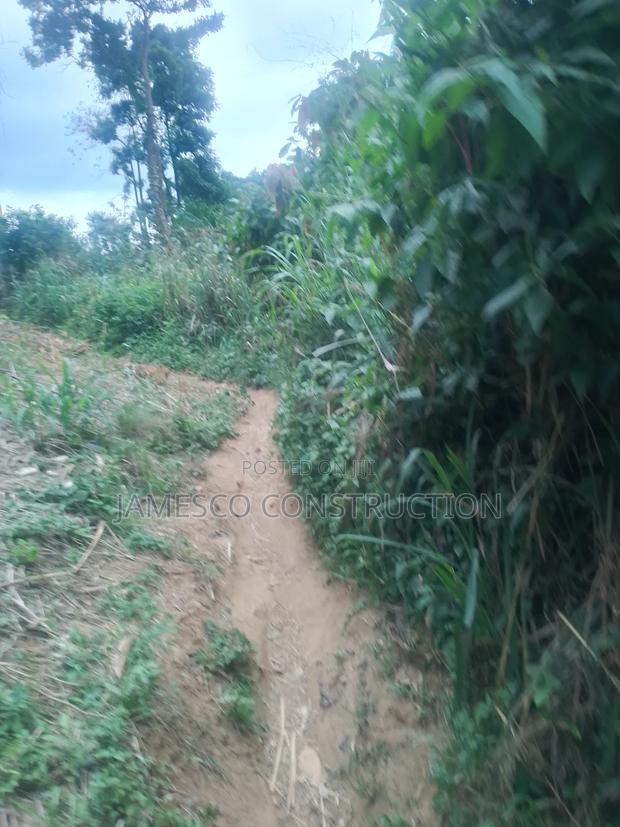 Cocoa Farm for Sale · Photo 3