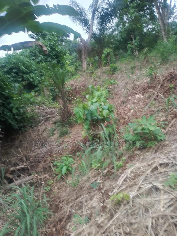 Cocoa Farm for Sale · Photo 4
