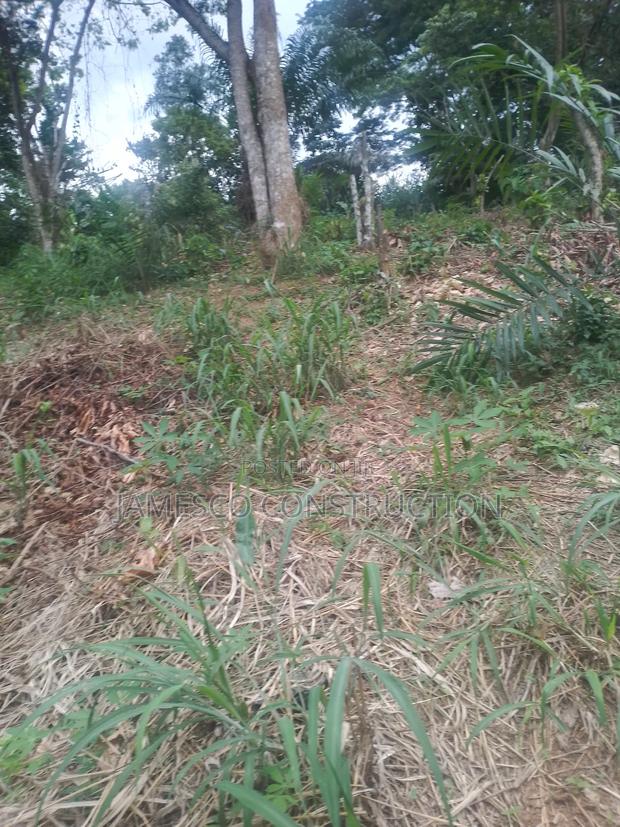 Cocoa Farm for Sale · Photo 1