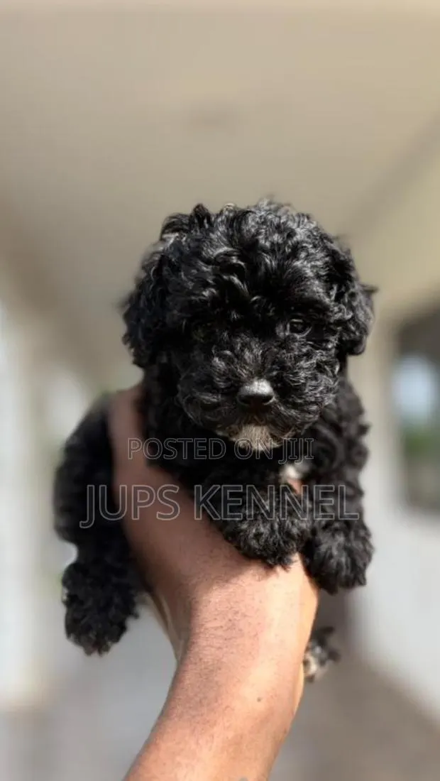 1-3 months Female Purebred Poodle · Photo 1