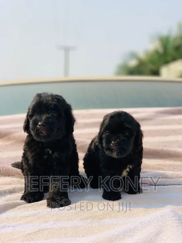 1-3 months Male Purebred Poodle · Photo 1