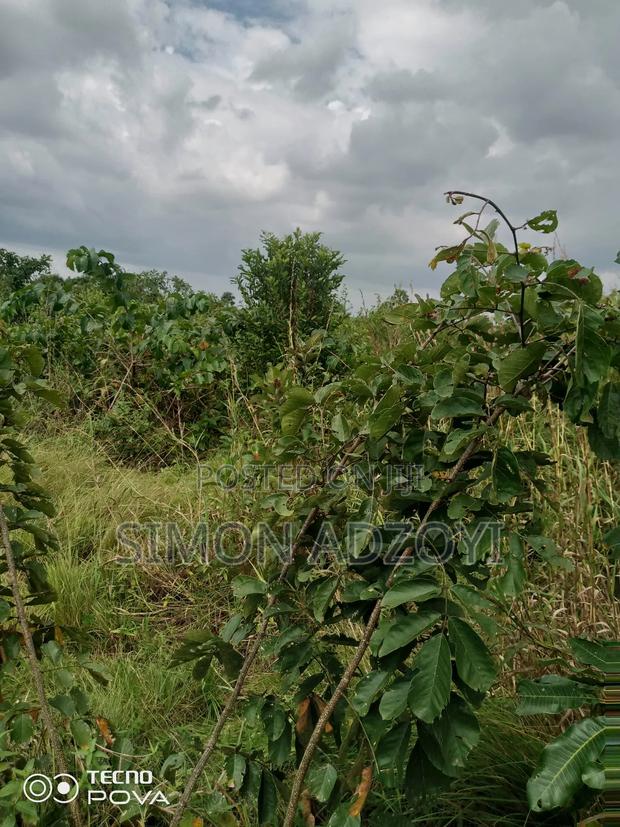 10,000 Acres of Farm Land for Long Term Lease · Photo 1