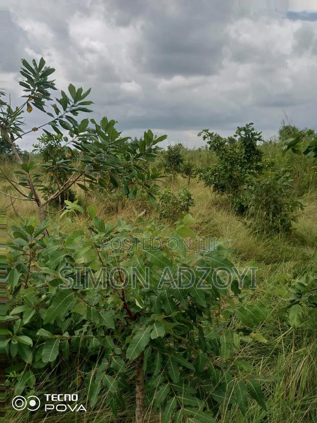 10,000 Acres of Farm Land for Long Term Lease · Photo 2