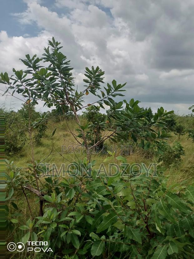 10,000 Acres of Farm Land for Long Term Lease · Photo 3