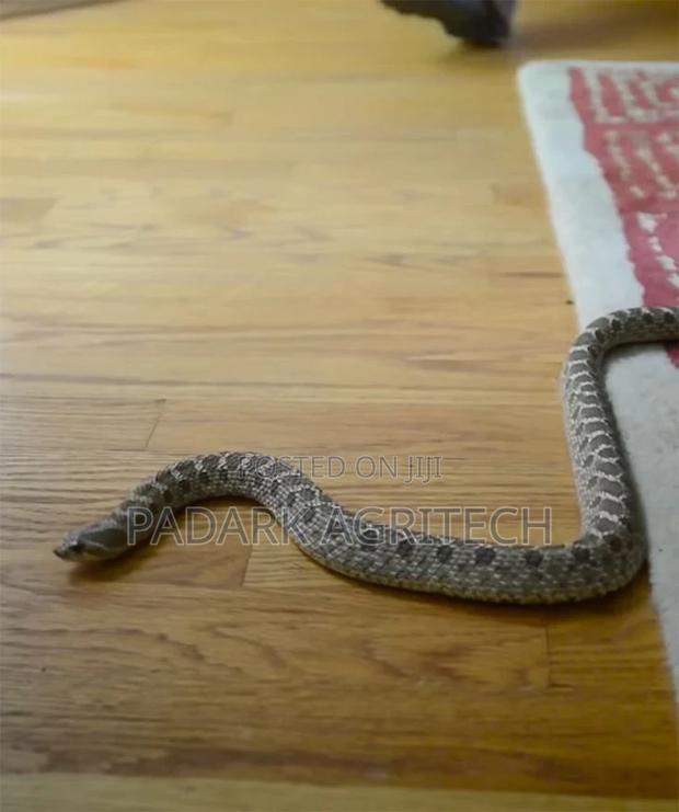 Reptiles Fumigation · Photo 2