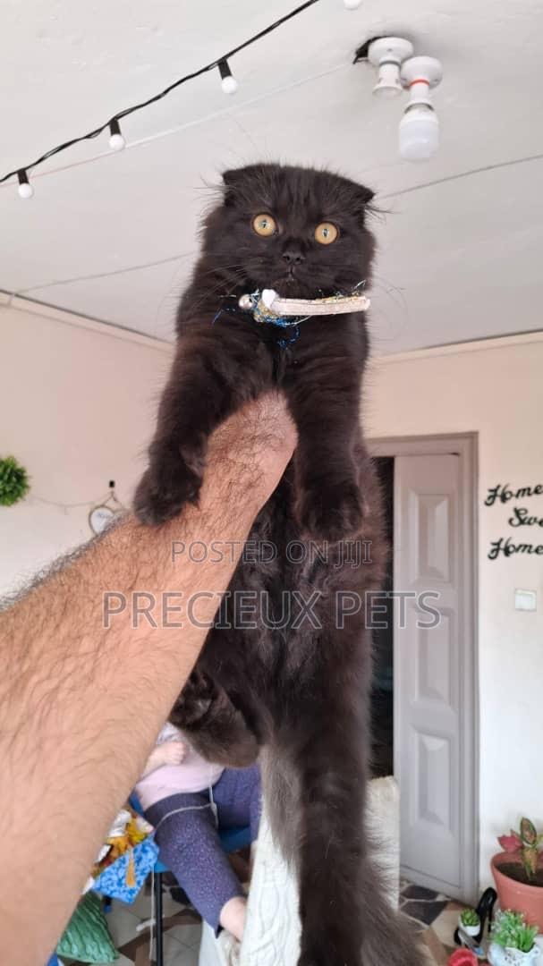 3-6 months Male Purebred Scottish Fold · Photo 1