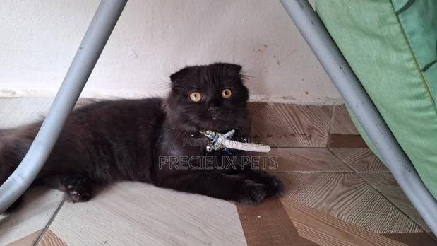 3-6 months Male Purebred Scottish Fold · Photo 2