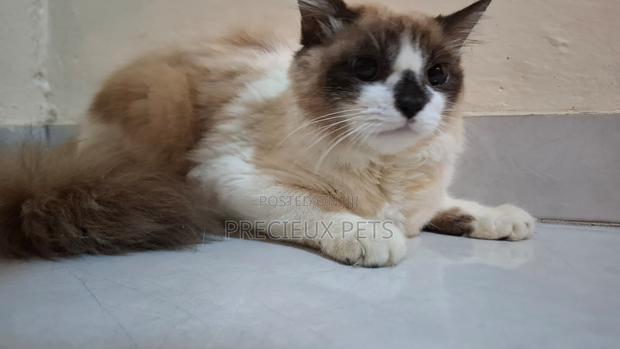3-6 months Female Purebred Ragdoll · Photo 2