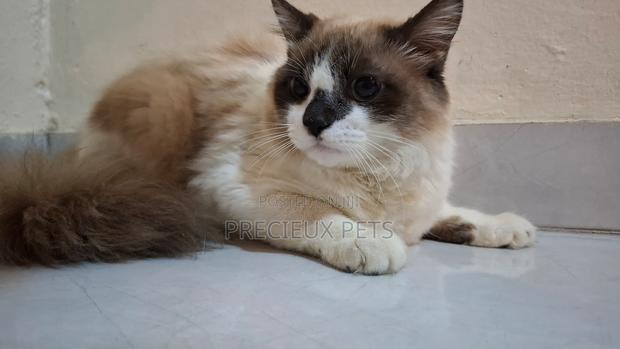 3-6 months Female Purebred Ragdoll · Photo 1