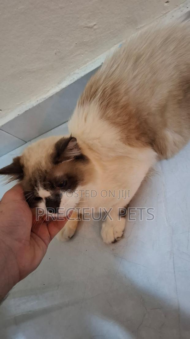 3-6 months Female Purebred Ragdoll · Photo 3