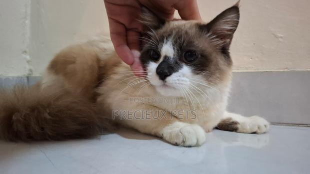 3-6 months Female Purebred Ragdoll · Photo 5