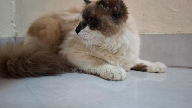 3-6 months Female Purebred Ragdoll · Photo 4