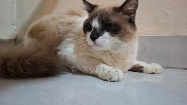 3-6 months Female Purebred Ragdoll · Photo 6