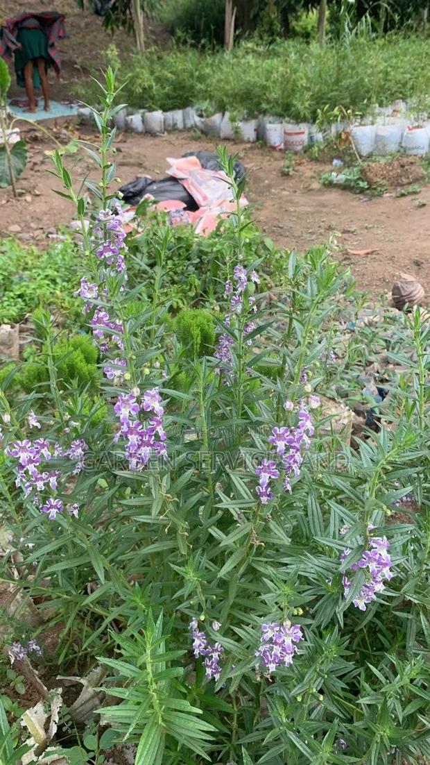 Tortoise Lavender Plant for Sale · Photo 1