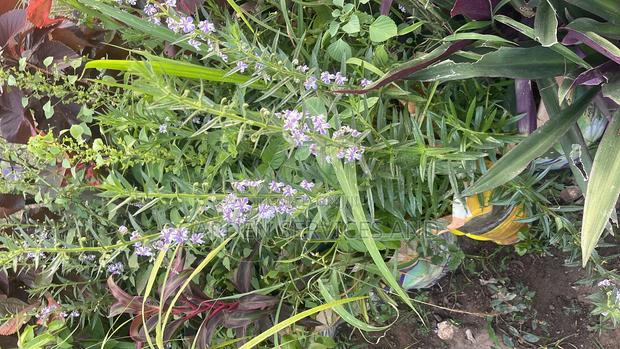 Tortoise Lavender Plant for Sale · Photo 2