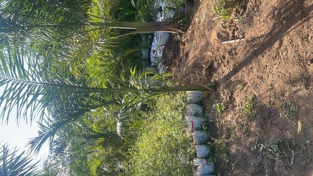 Royal Palm · Photo 1