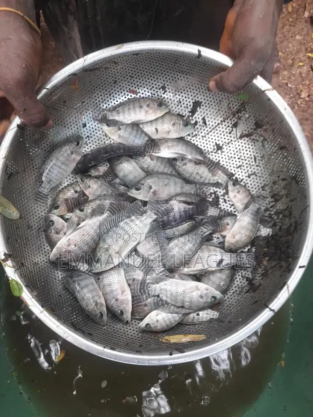 Tilapia Jumbos Available at 2cedis. Call Now On. · Photo 1