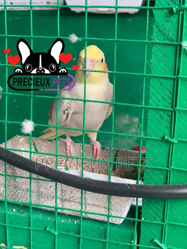 Cockatiel Parakeet · Photo 1
