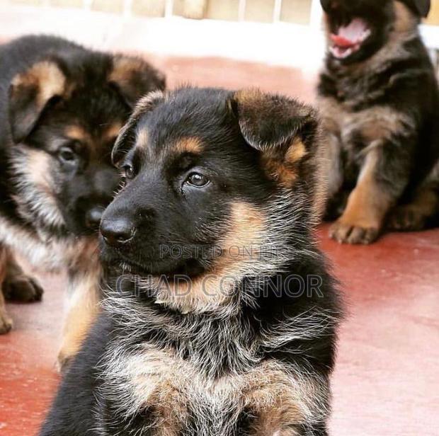 1-3 months Female Purebred German Shepherd · Photo 1