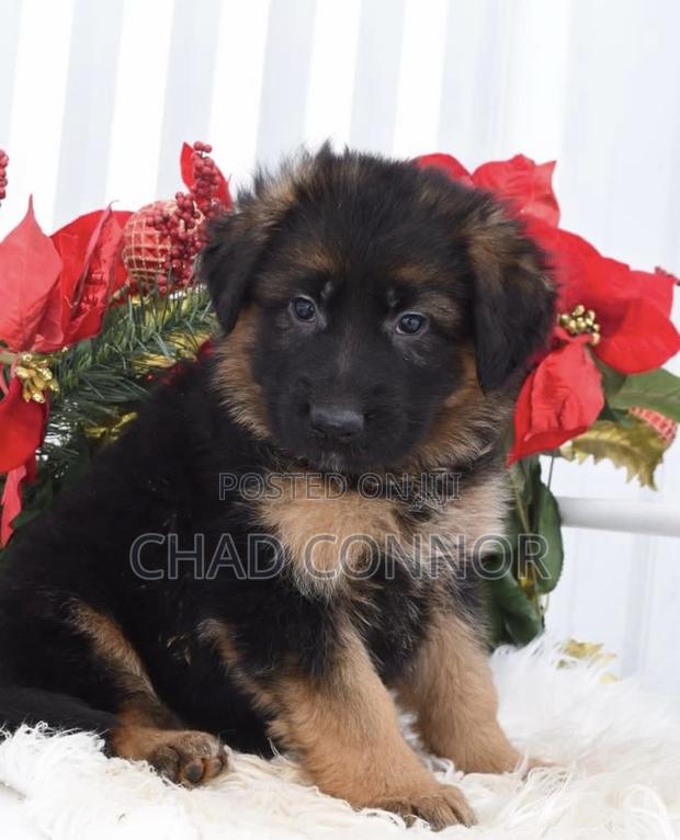 1-3 months Male Purebred German Shepherd · Photo 2