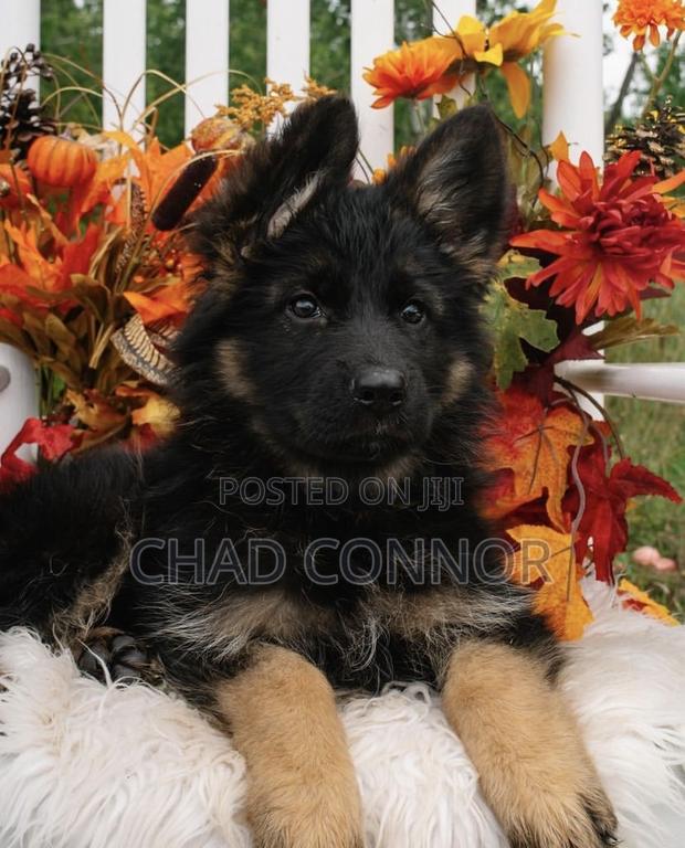 1-3 months Male Purebred German Shepherd · Photo 3