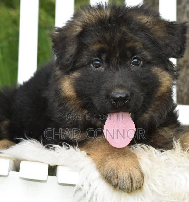1-3 months Male Purebred German Shepherd · Photo 1