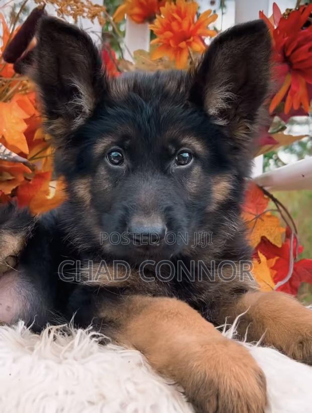 1-3 months Male Purebred German Shepherd · Photo 4