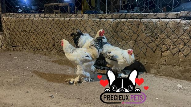 Male Brahmas Chicken Tag -0003 · Photo 1