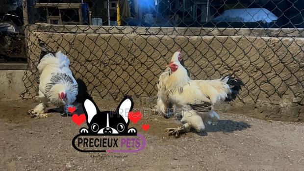 Male Brahmas Chicken Tag -0003 · Photo 2