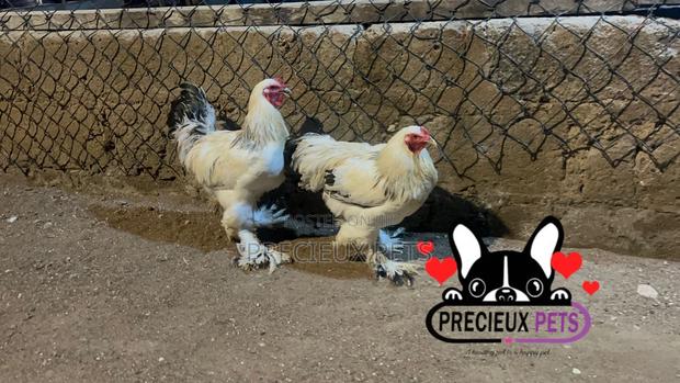 Male Brahmas Chicken Tag -0003 · Photo 3