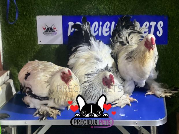 Male Brahmas Chicken Tag 0004 · Photo 1