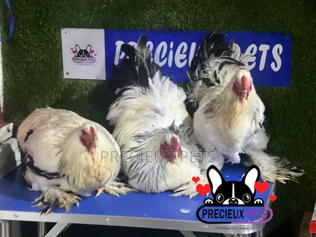 Male Brahmas Chicken Tag 0004 · Photo 2