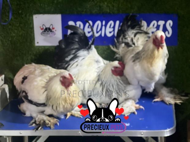 Male Brahmas Chicken Tag 0004 · Photo 3