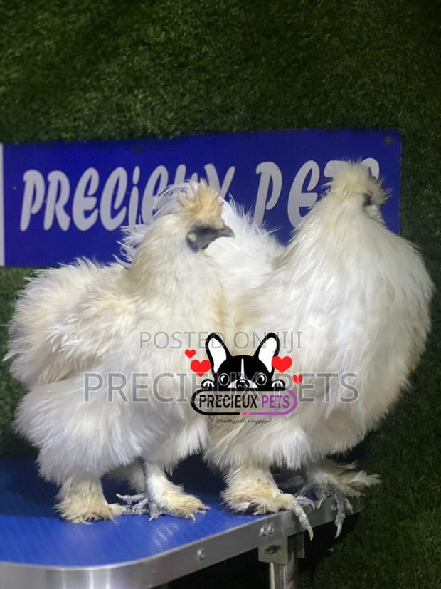 1 Pair of Silkie Bantam Chicken · Photo 1
