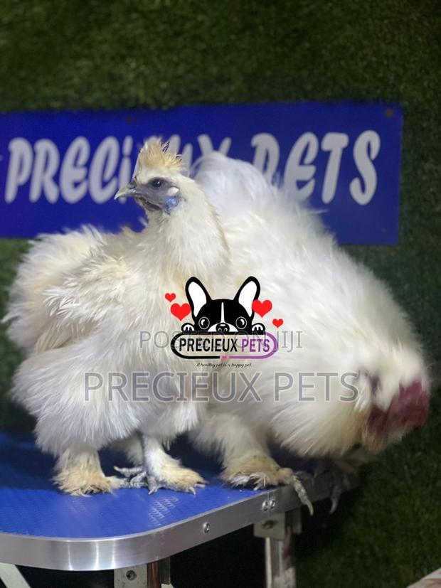 1 Pair of Silkie Bantam Chicken · Photo 2