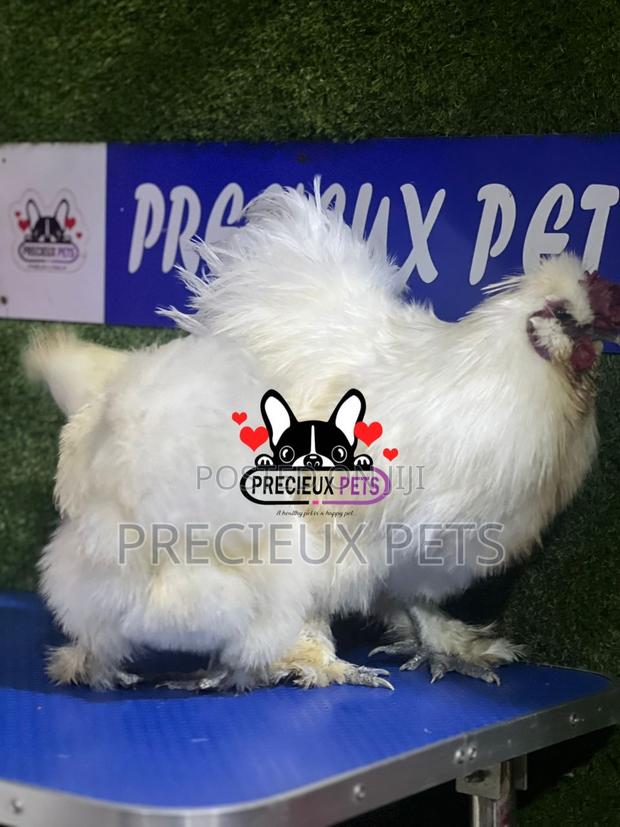 1 Pair of Silkie Bantam Chicken · Photo 3